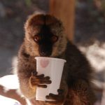 למור מחזיק כוס בטיול למדגסקר 