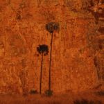 עץ בטיול בהתאמה אישית למדגסקר