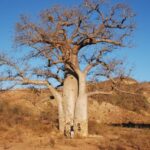 עצים בטיול בהתאמה אישית למדגסקר