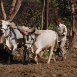 טיול בהתאמה אישית להודו פרות