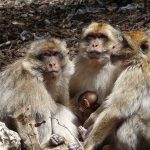 קופים בטיול בהתאמה אישית למרוקו 