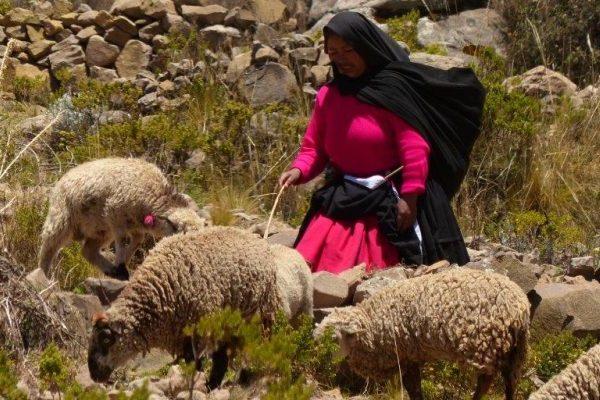כבשים מאת: חן כץ מדריך טיולים