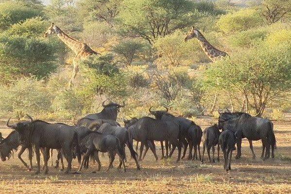 חיי הבר באתושה, נמיביה – שמורת טבע בגודל מדינה