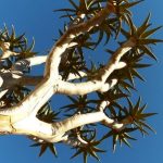 עץ קקטוס בטיול בהתאמה אישית בנמיביה
