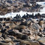 כלבי ים על החוף בטיול בהתאמה אישית בנמיביה