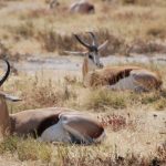 איילים בטבע בטיול בהתאמה אישית בנמיביה