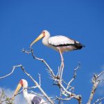 צפייה עופות בטיול בהתאמה אישית בנמיביה