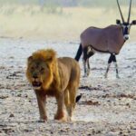 אריה וצבי במדבר בטיול בהתאמה אישית בנמיביה