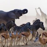 פילים זברות צבאים וג'ירפות בטיול בהתאמה אישית בנמיביה