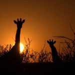 ג'ירפות בשקיעה בטיול בהתאמה אישית בנמיביה