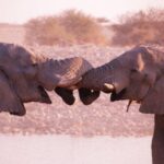 טיול בהתאמה אישית בנמיביה עם צפייה בפילים