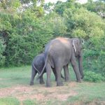 פילים בטיול מאורגן לסרי לנקה