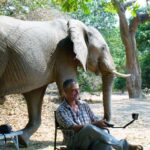 צפייה בפילים בטיול לזימבבואה 