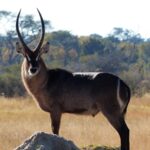 אנטילופה בטבע בטיול לזימבבואה 
