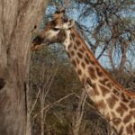 ג'ירפה בטבע בטיול לזימבבואה 