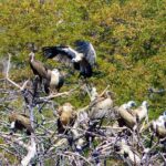 עופות דורסים בזימבבואה - טיול בנהיגה עצמית