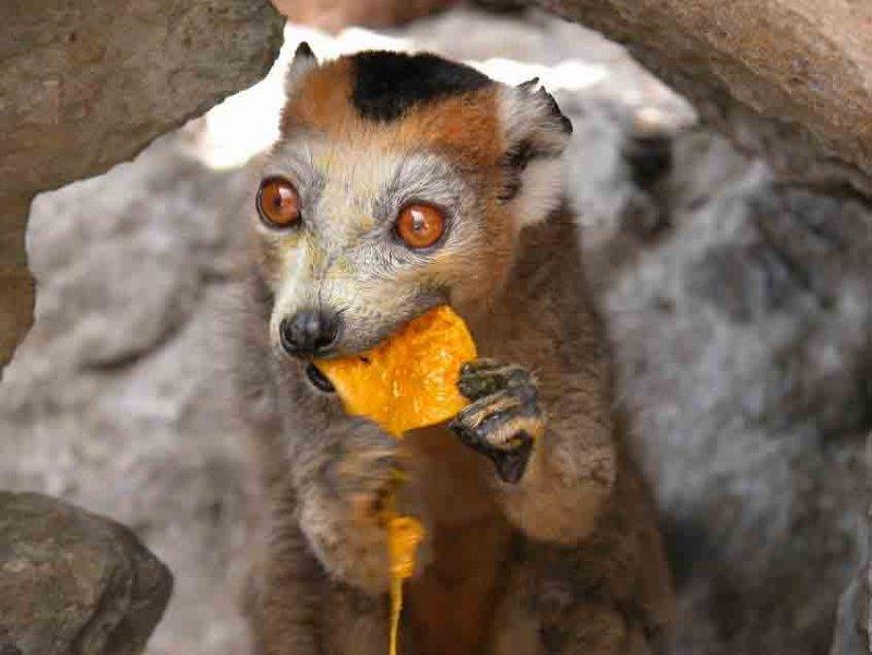 קוף אוכל בטיול למדגסקר