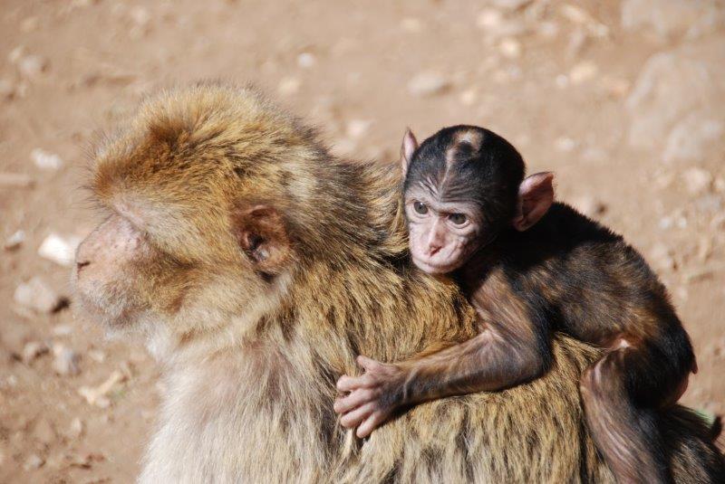 קופים במרוקו