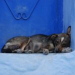 כלב בטיול בהתאמה אישית למרוקו 