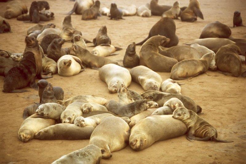 כלבי ים על החוף בנמיביה