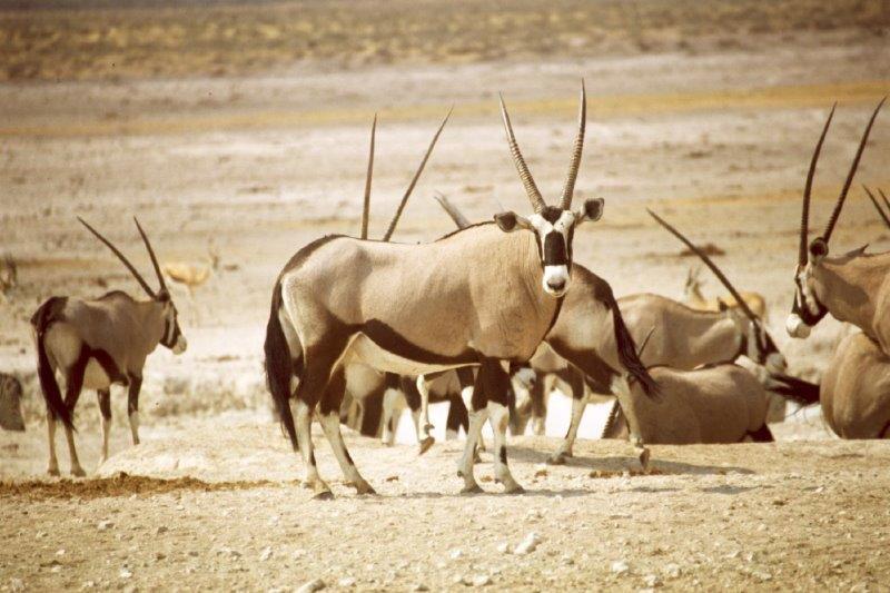 בעלי חיים בספארי של נמיביה