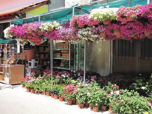 חנות פרחים בהרי הטרודוס