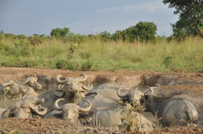 חיות בר באוגנדה