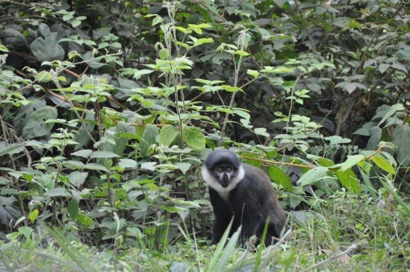 קופים בטיול לאוגנדה