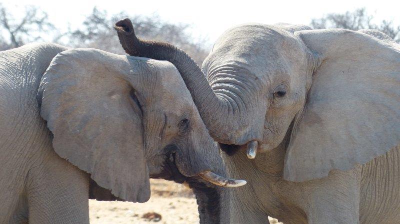 פילים בנמיביה