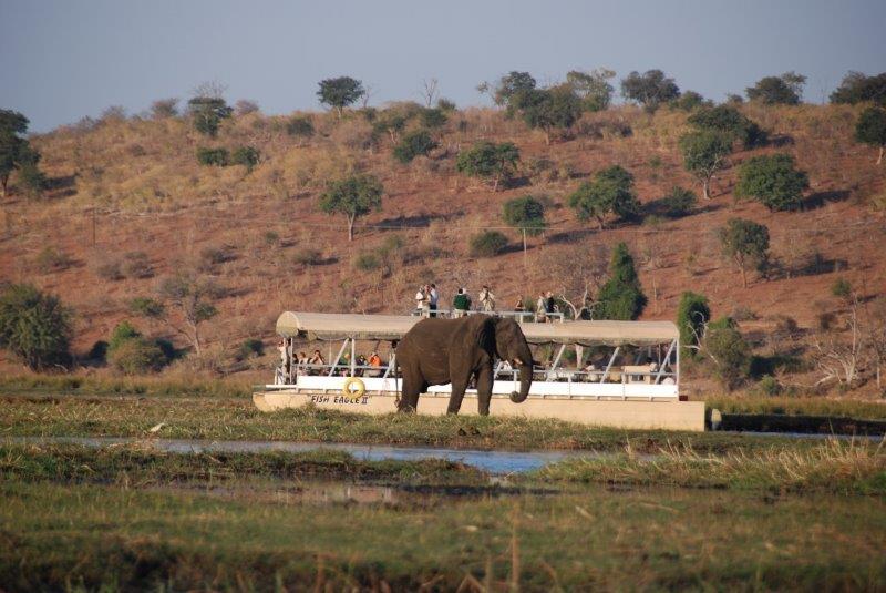 פיל בנמיביה