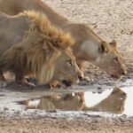 צפייה באריות בטיול בהתאמה אישית בנמיביה