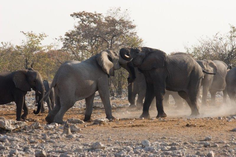 פילים נאבקים בנמיביה