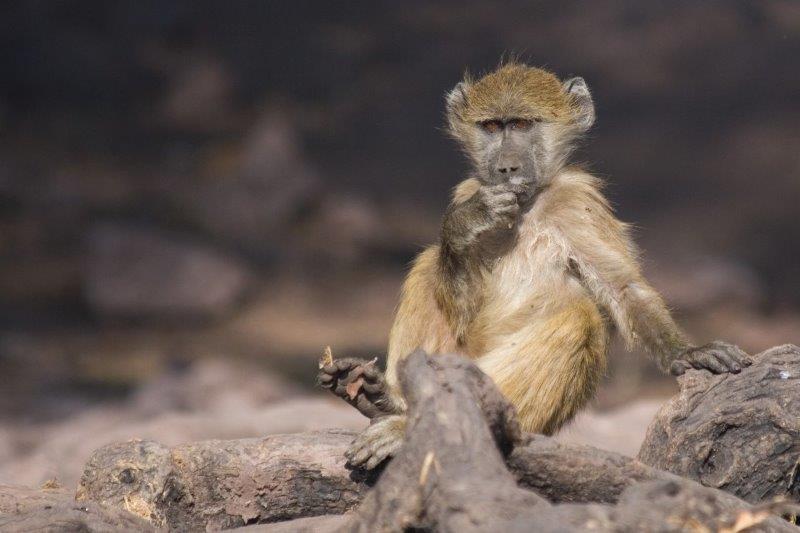 קוף שצולם בטיול אישי לנמיביה