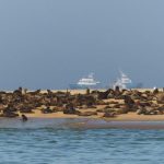 כלבי ים בטיול בהתאמה אישית לנמיביה